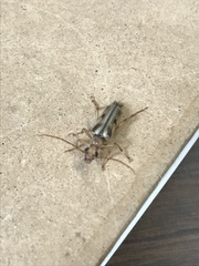 Ortholeptura valida