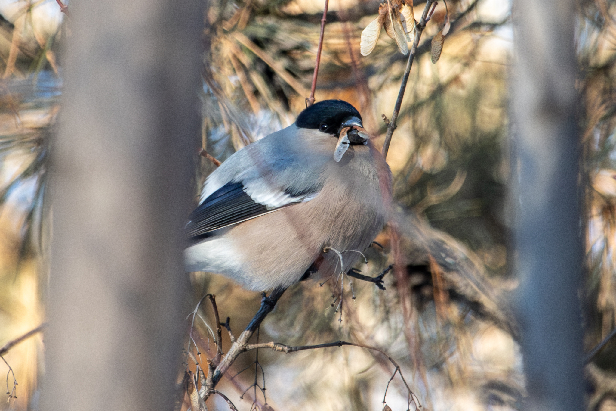 Eurasian Bullfinch