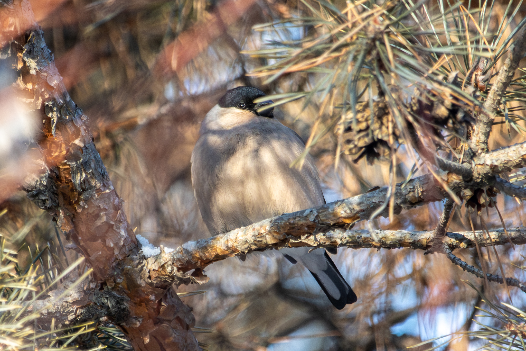 Eurasian Bullfinch