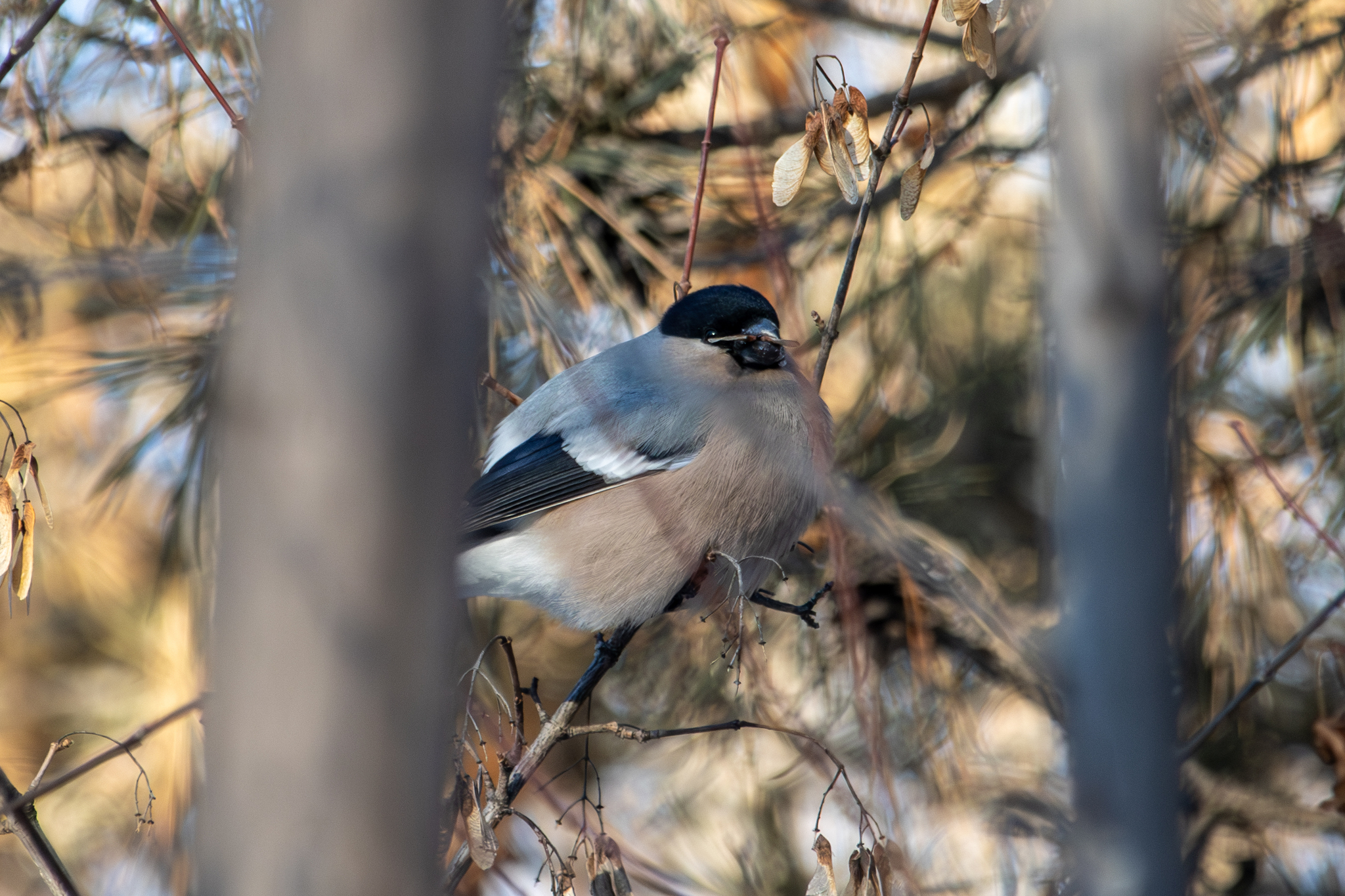 Eurasian Bullfinch