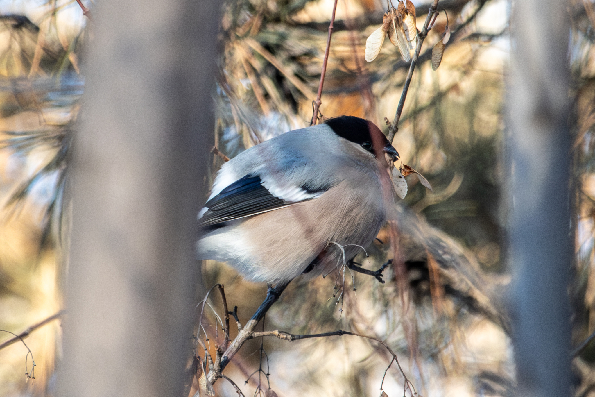 Eurasian Bullfinch