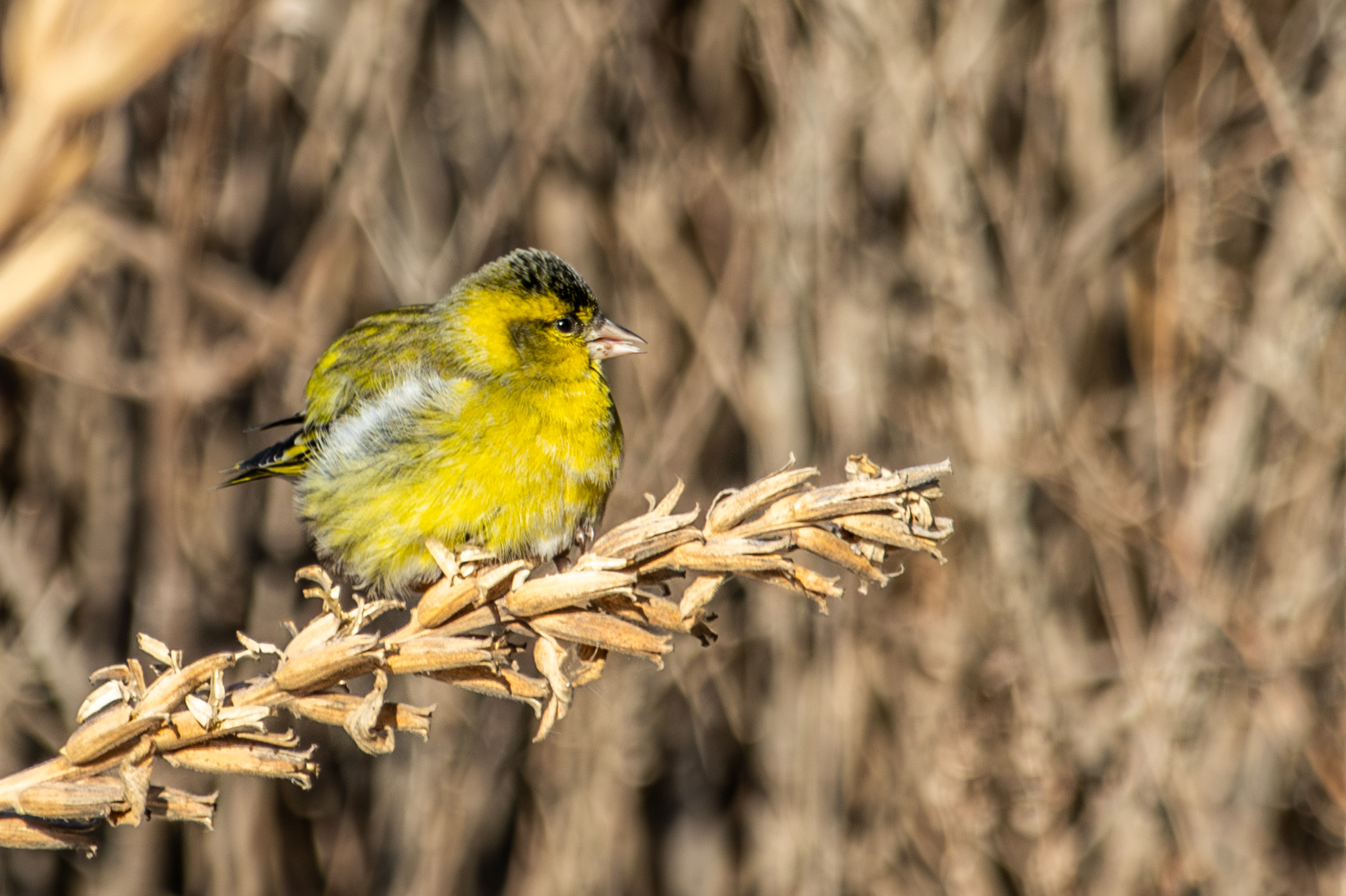 Eurasian Siskin