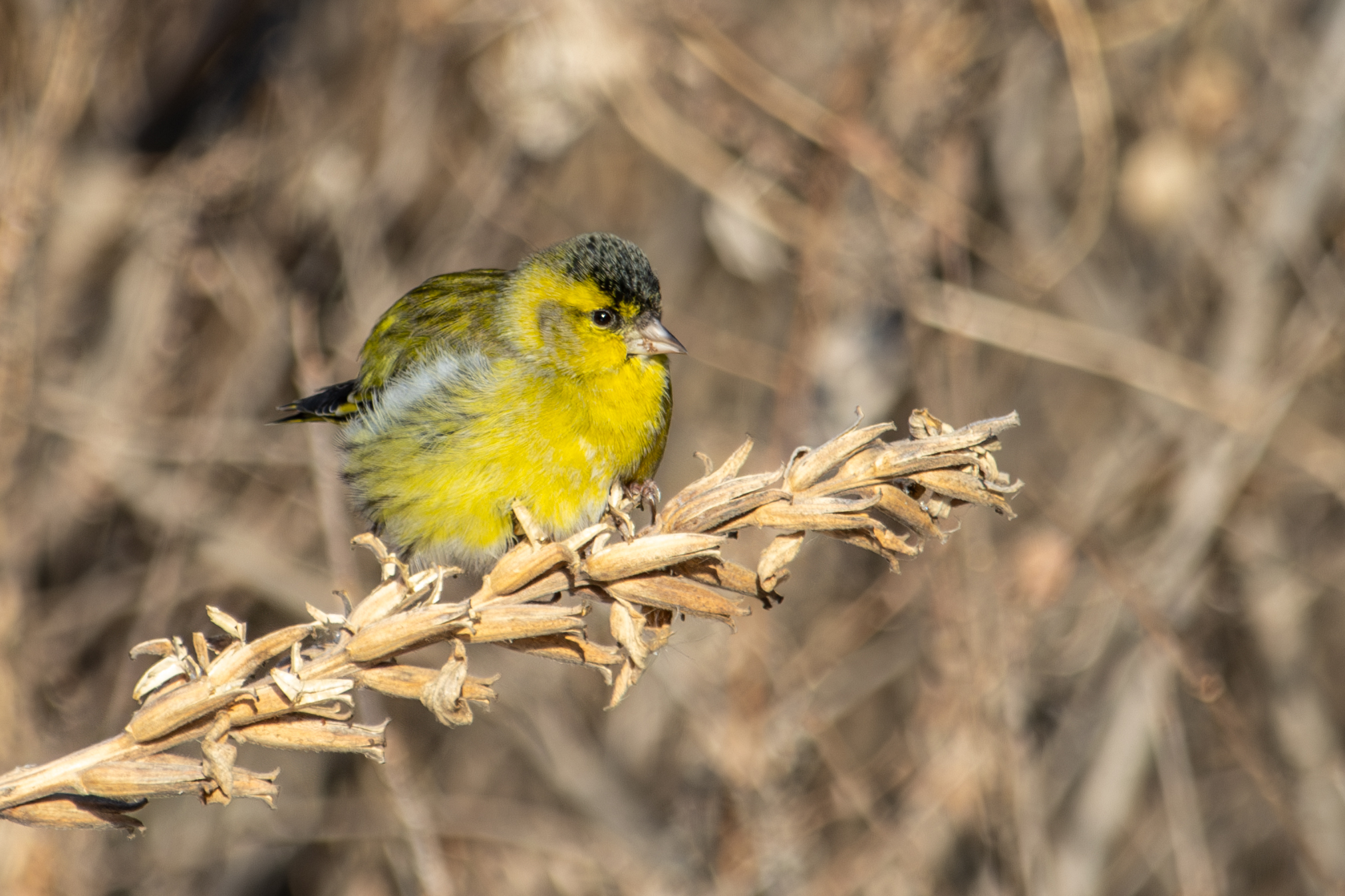 Eurasian Siskin