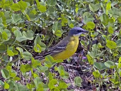 Motacilla flava cinereocapilla