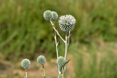 Echinops grijsii