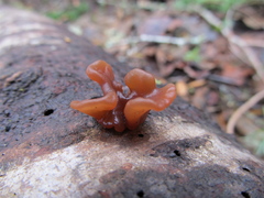 Phaeotremella frondosa