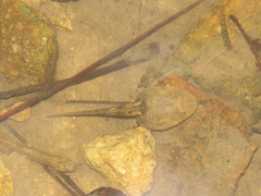 Quasipaa exilispinosa