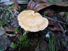 Hydnum oregonense
