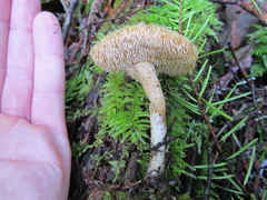 Hydnum oregonense