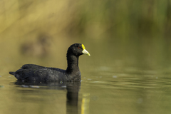 White-Winged Coot photo 2