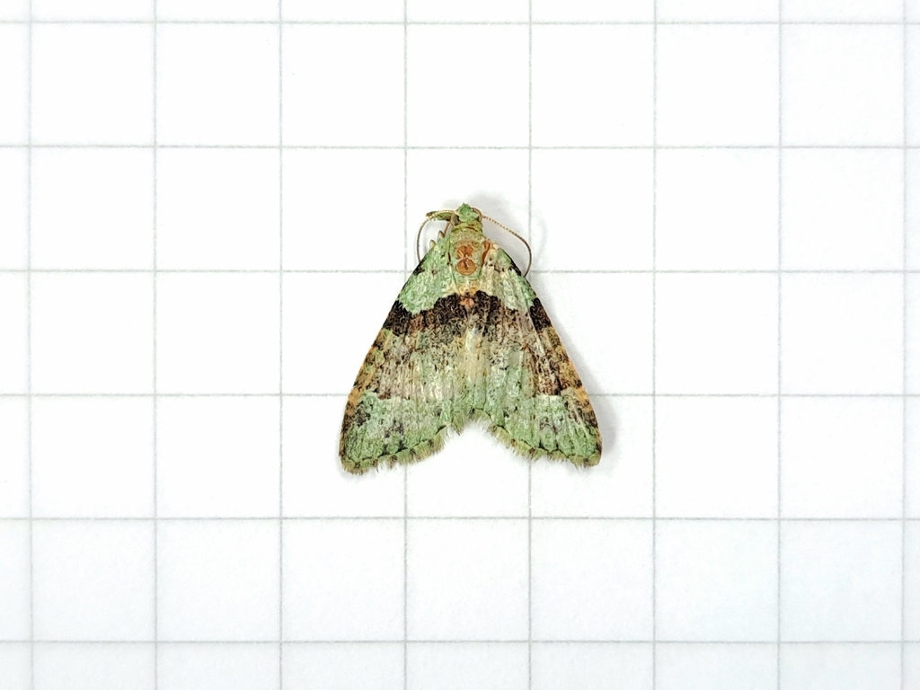 Syncosmia eurymesa