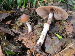 Psathyrella longistriata