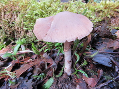 Psathyrella longistriata