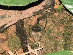 Quasipaa exilispinosa