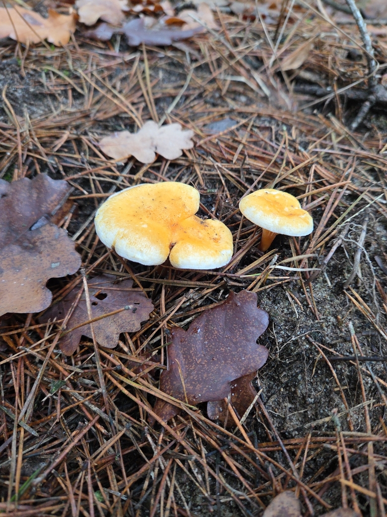 Hygrophoropsis aurantiaca · December 2025 · photo: © pankral (iNaturalist, cc-by)