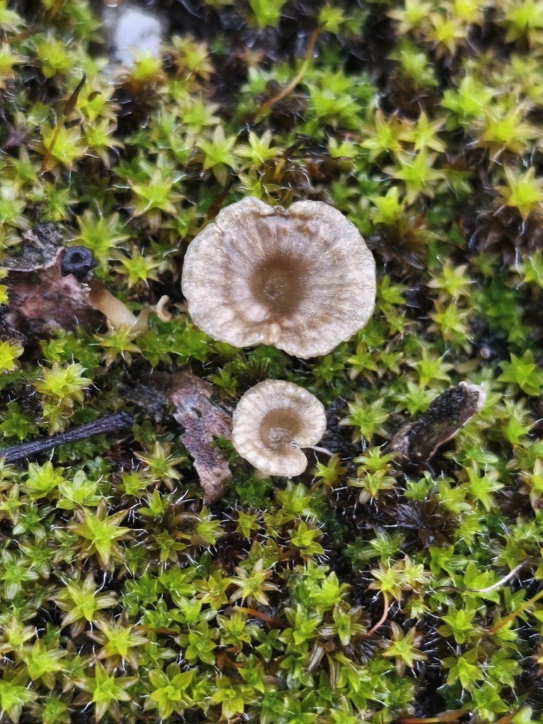 Arrhenia rickenii · December 2025 · photo: © mycototor (iNaturalist, cc-by)