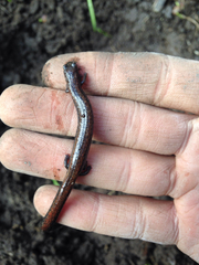 Batrachoseps gavilanensis