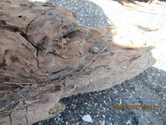 Sidymella trapezia