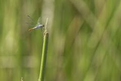 Planiplax erythropyga