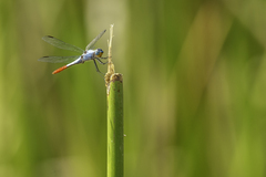 Planiplax erythropyga