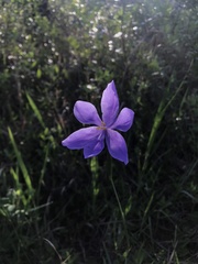Salpingostylis caelestina, photograph Brandon Corder, CC BY, iNaturalist via GBIF