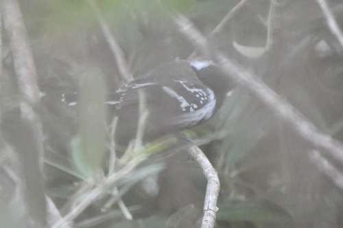 Northern White-fringed Antwren (Formicivora intermedia), photo 8