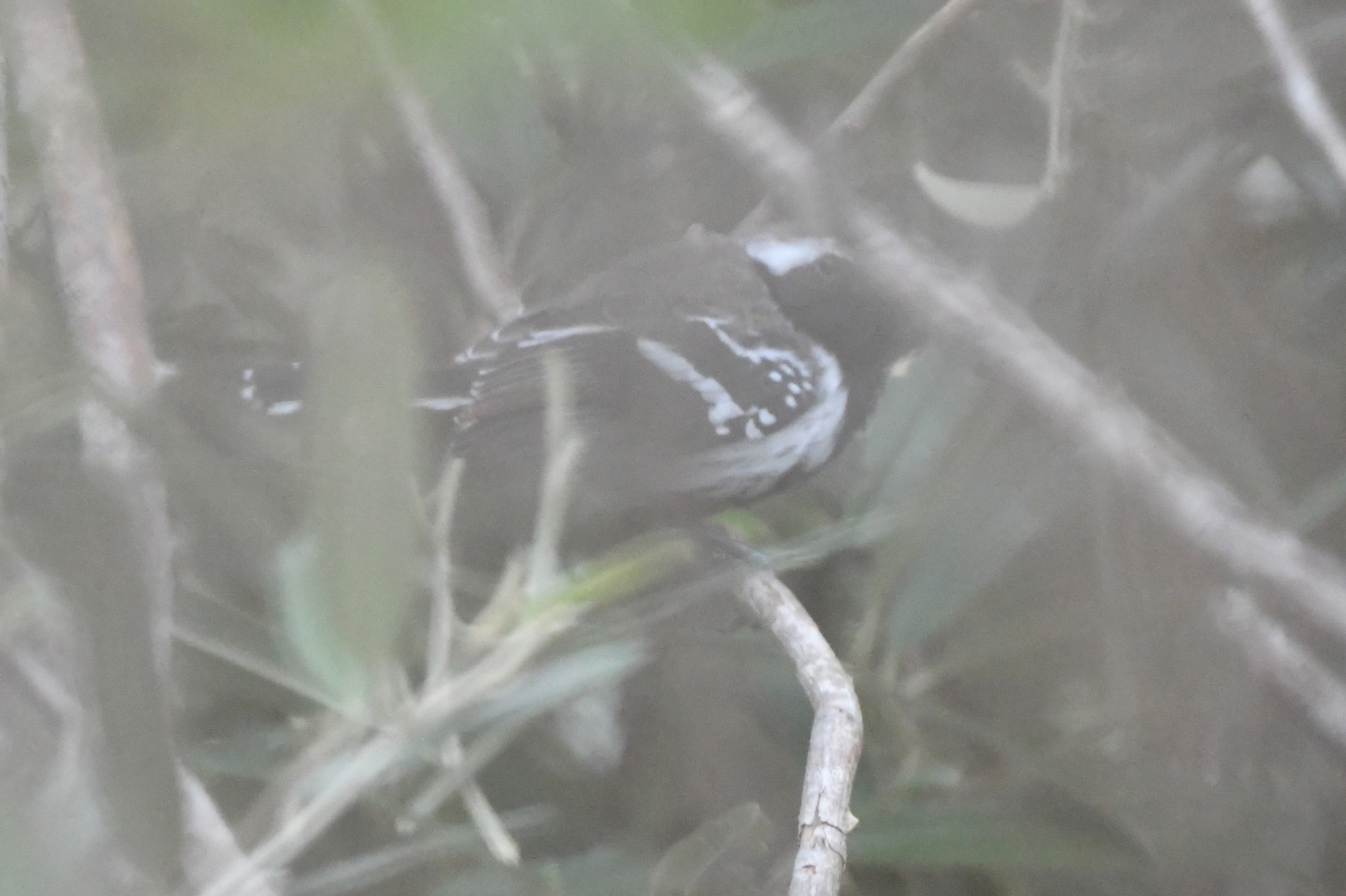 Northern White-fringed Antwren (Formicivora intermedia), photo 6