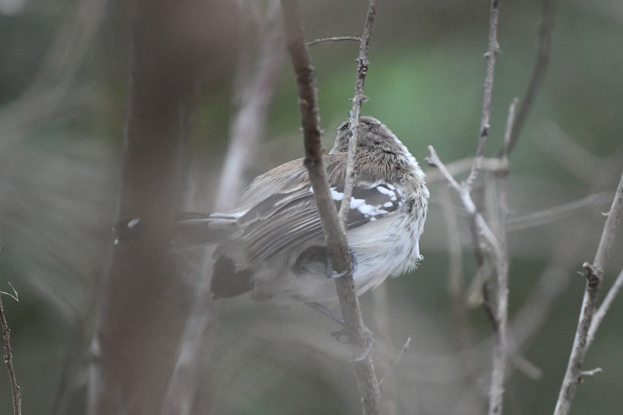 Northern White-fringed Antwren (Formicivora intermedia), photo 7