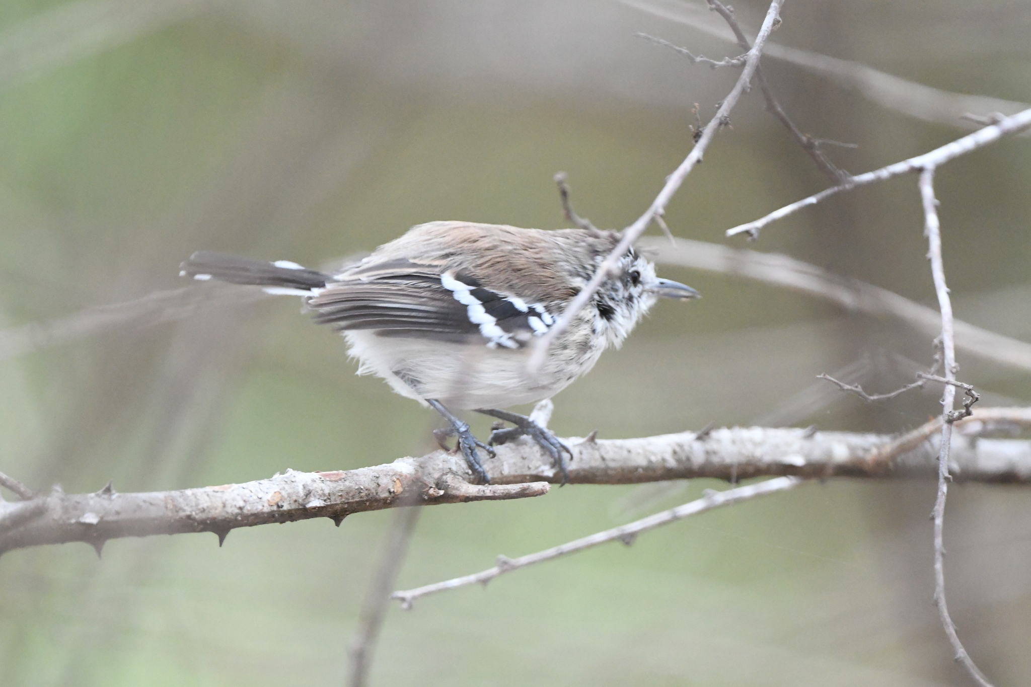 Northern White-fringed Antwren (Formicivora intermedia), photo 8