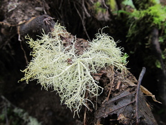 Usnea cornuta