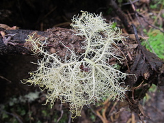 Usnea cornuta