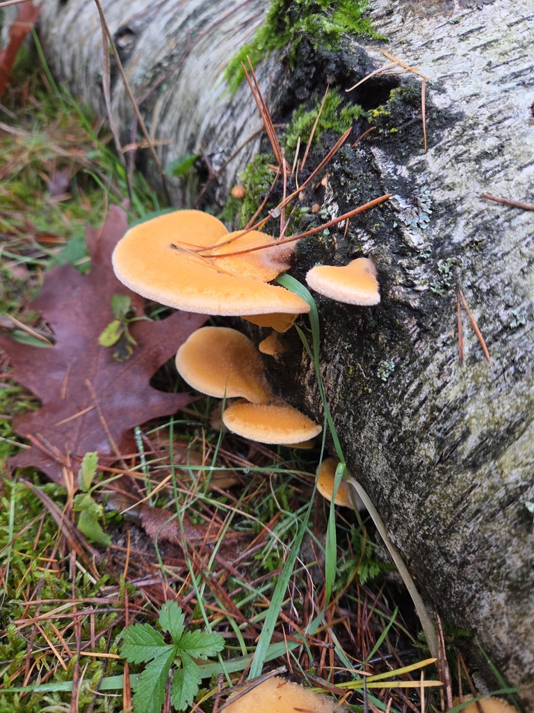 Phyllotopsis nidulans · December 2025 · photo: © pankral (iNaturalist, cc-by)