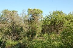 Amphilophium carolinae