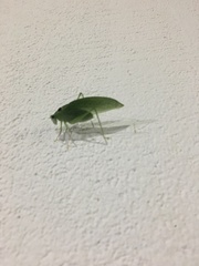 Phylloptera