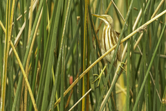 Ixobrychus involucris