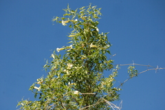 Amphilophium carolinae