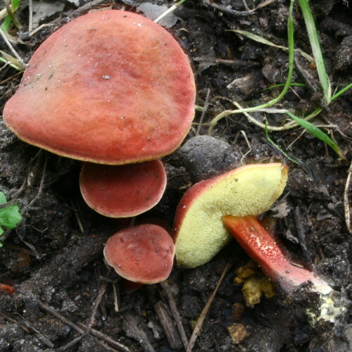 Hortiboletus rubellus (Krombh.) Simonini, Vizzini & Gelardi