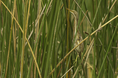 Ixobrychus involucris