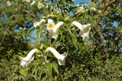 Amphilophium carolinae