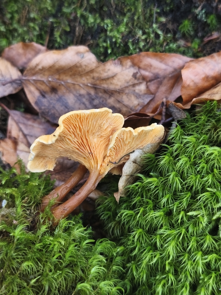 Hygrophoropsis aurantiaca · December 2025 · photo: © mycototor (iNaturalist, cc-by)
