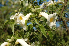 Amphilophium carolinae