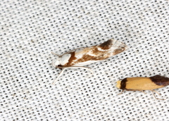 Lichenaula laniata