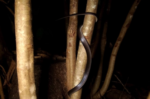 Slaty-grey snake sighting