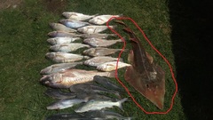 Pseudobatos horkelii