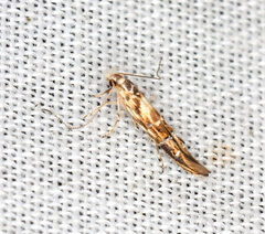 Trachydora chrysodoxa