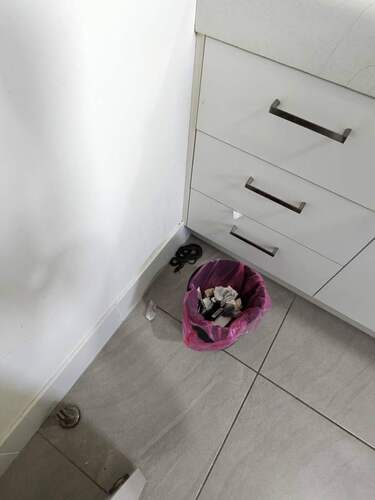 Lesser Black Whipsnake sighting