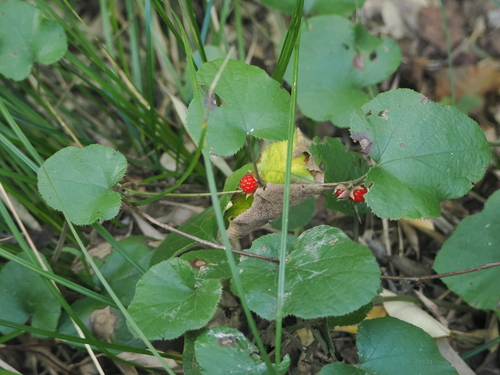 Winter raspberry