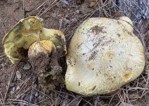 Buchwaldoboletus sphaerocephalus