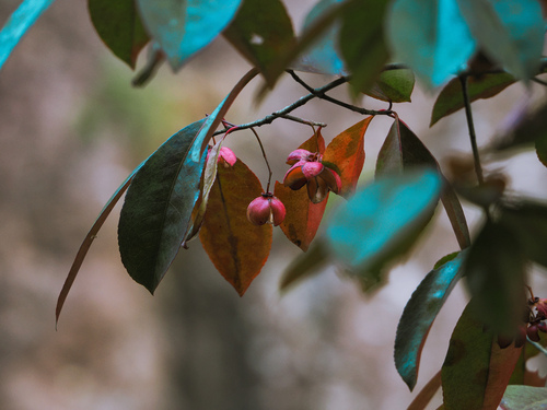 fleshy-flowered spindle tree