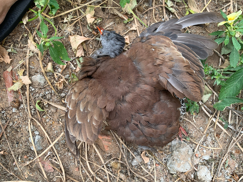 Small-billed Tinamou